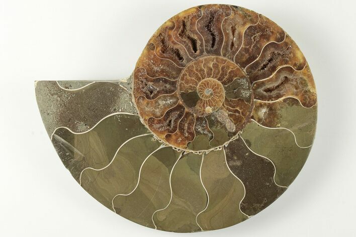 Bargain, Cut & Polished Ammonite Fossil (Half) - Madagascar #200055